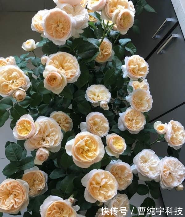 喜欢养花,不如养盆网球花,花色艳丽,花开密集四射如球,特别美