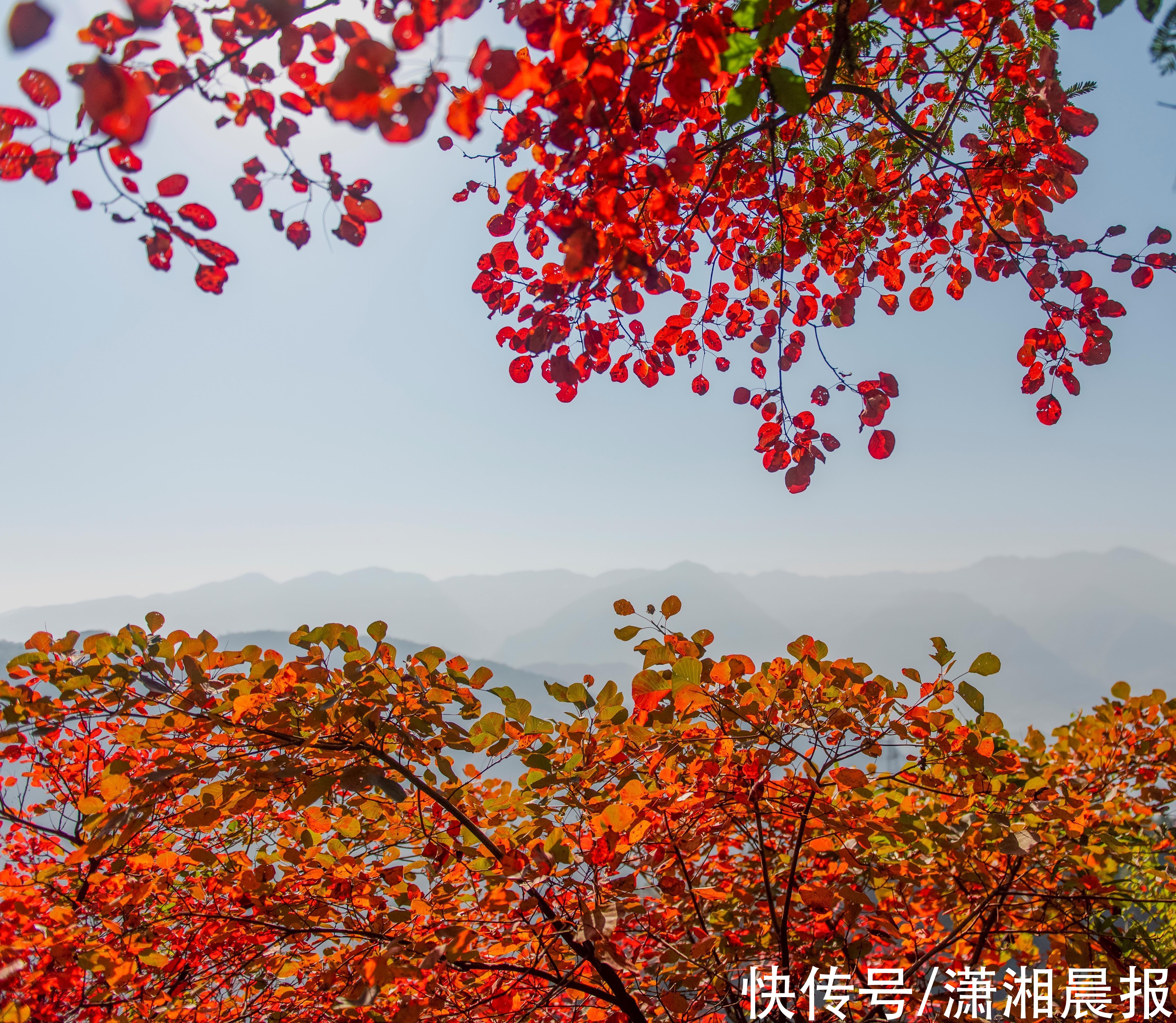 观赏期|万山红遍！巫峡红叶进入最佳观赏期