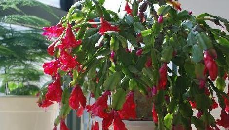 2种宝贝兑水浇,植物孕蕾快,开花量大,叶片油绿,非常实用