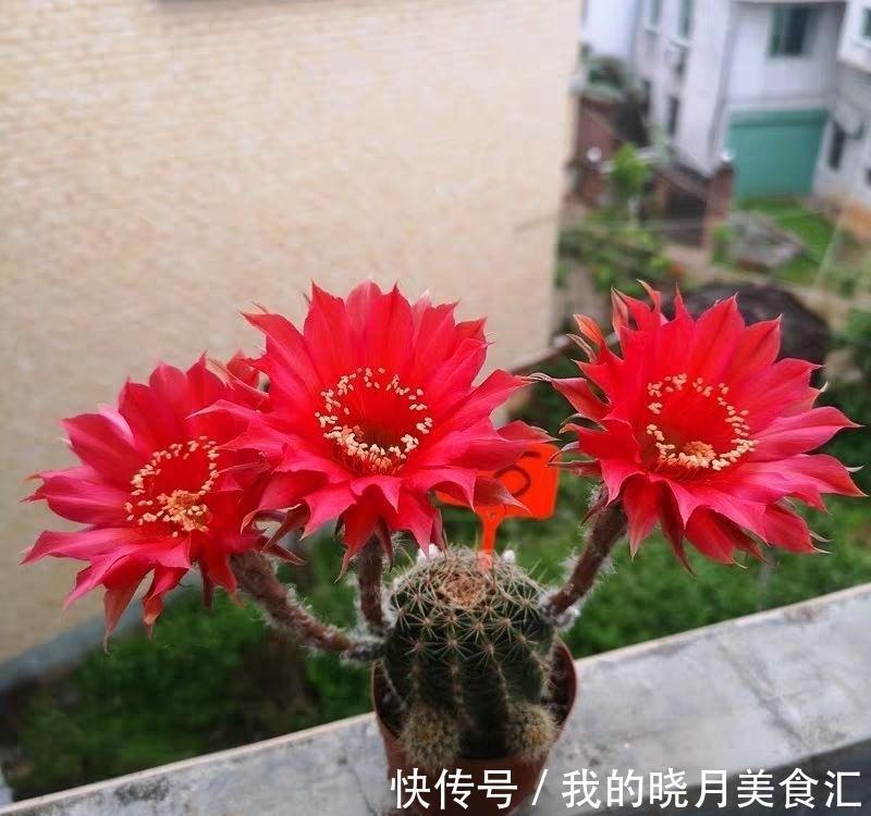 天冷后，需要“穷养”的六种花，水多易烂根，多晒爱生长