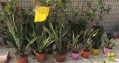 多菌灵|冬天养虎皮兰,盆土长毛咋办?趁早这么干,不然就救不活了