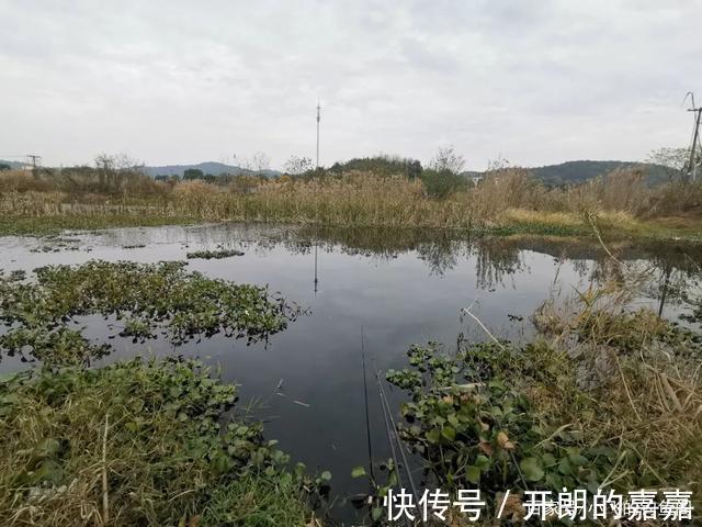 小野塘|小野塘鲫鱼连杆,4个小时钓了半桶,这个套路真的屡试不爽