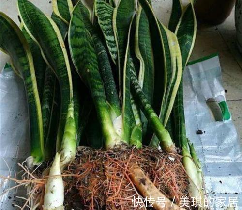 具状|虎皮兰进入8月经常“饿”,从三个方面喂饱它,才爱出小芽