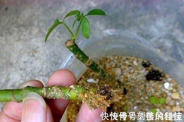 养活|这5棵“树”太贵了,偷偷摘一截枝条就养活了,不用花钱买啦!