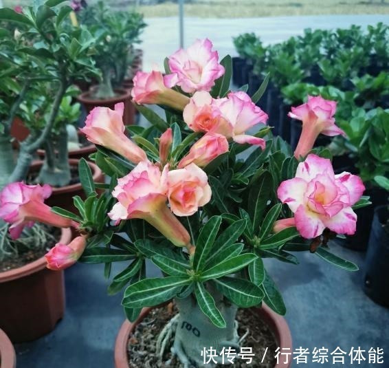 浇水|如果工作太忙没时间,家中养这4种花,基本不用管,开花非常美!