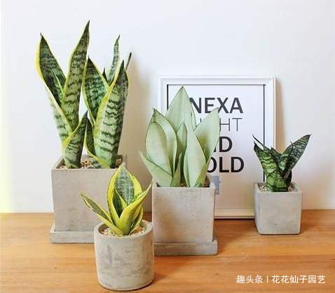 虎皮兰越长越慢，别急，简单做好4个方面，小白芽呼呼冒