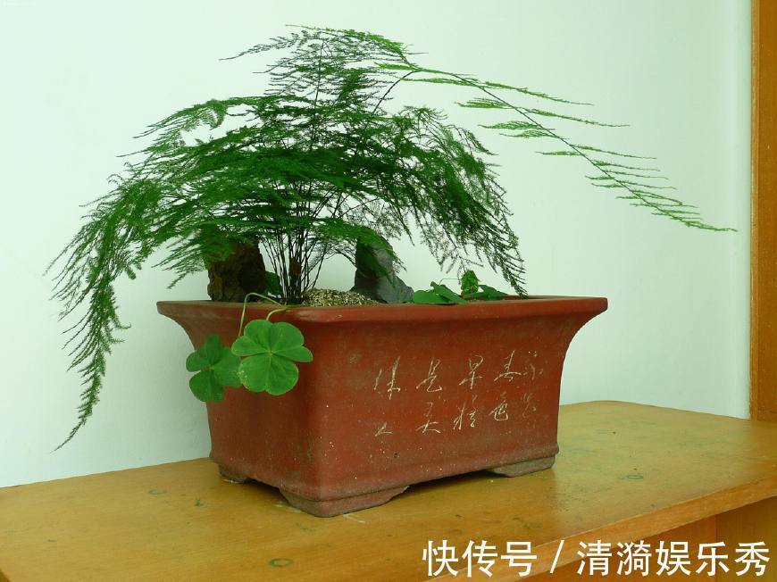 每月给文竹盆里埋几颗“豆”，新芽蹭蹭冒，一年花开就结果！