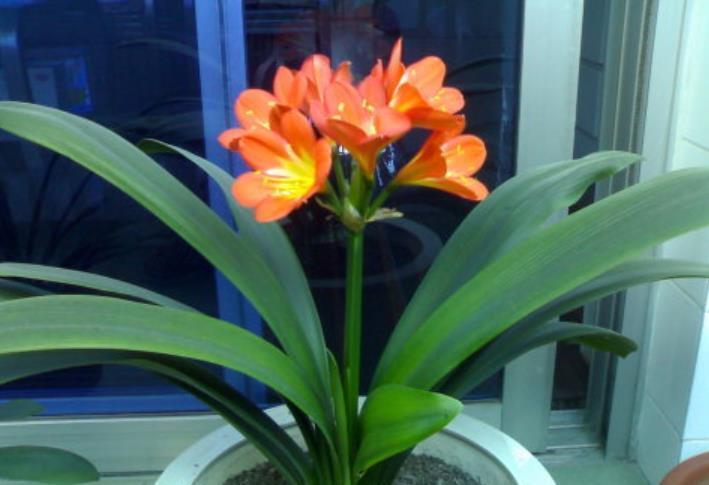 妙招|秋天养君子兰,教你几个小妙招,根系更健壮,新叶长得快