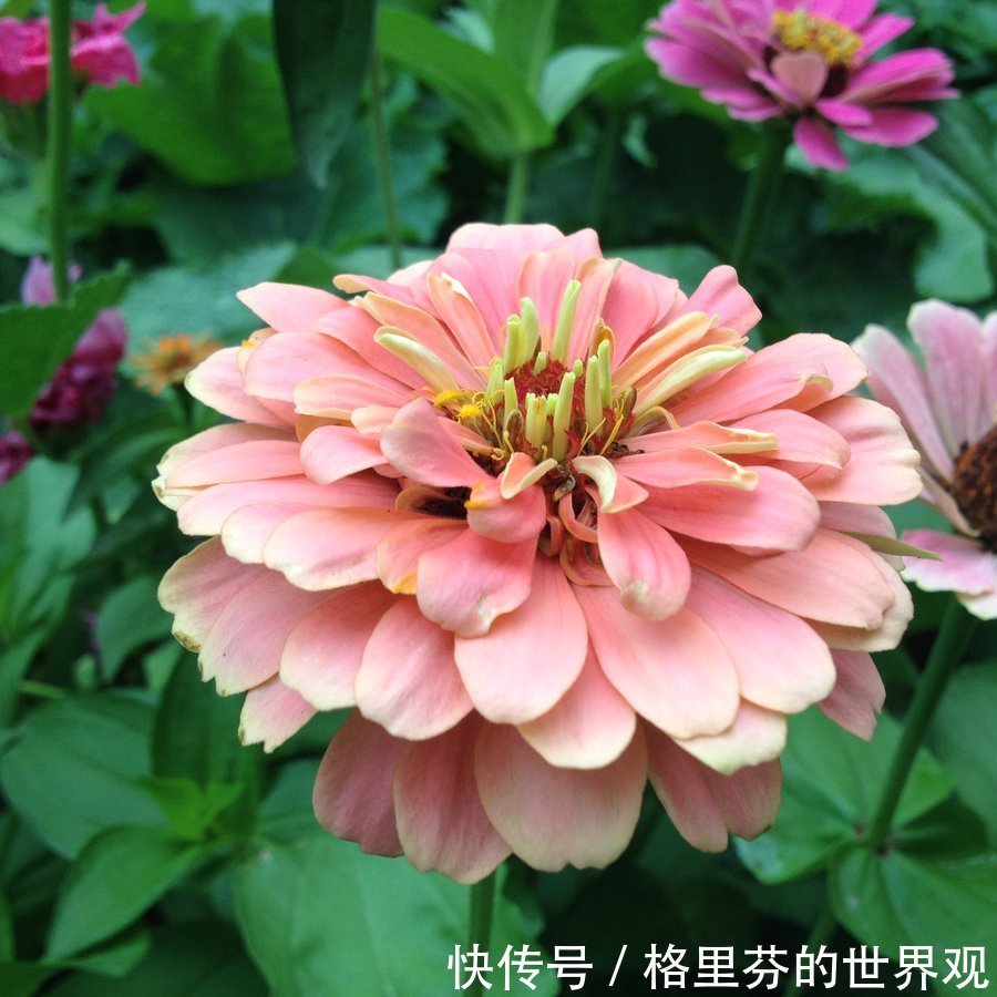 养花小技巧5个实用的养花技巧,简单有效,新手也能变老手