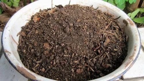 内脏|冬天养花埋点它,开春就疯长,1年不施肥一样绿油油!