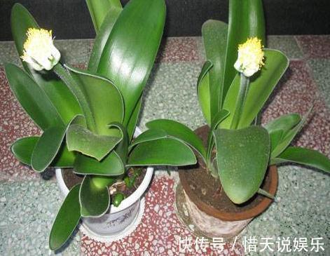 长命花|这“3种花”，又称“长命花”，一养就十几年，还花开“日日红”