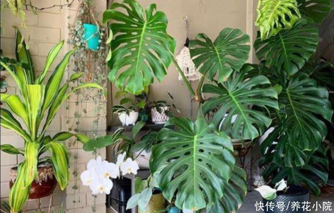 家庭养花有讲究,这三大类花卉,建议别在室内养