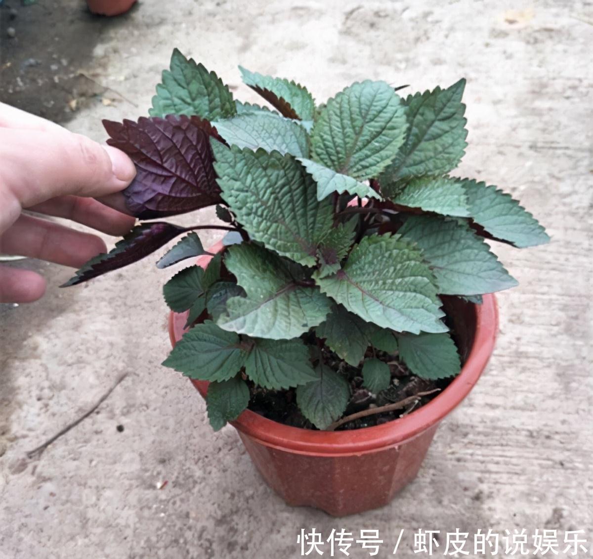 阳台上|家庭种菜,选择这4种,长势旺盛、生机勃勃、硕果累累