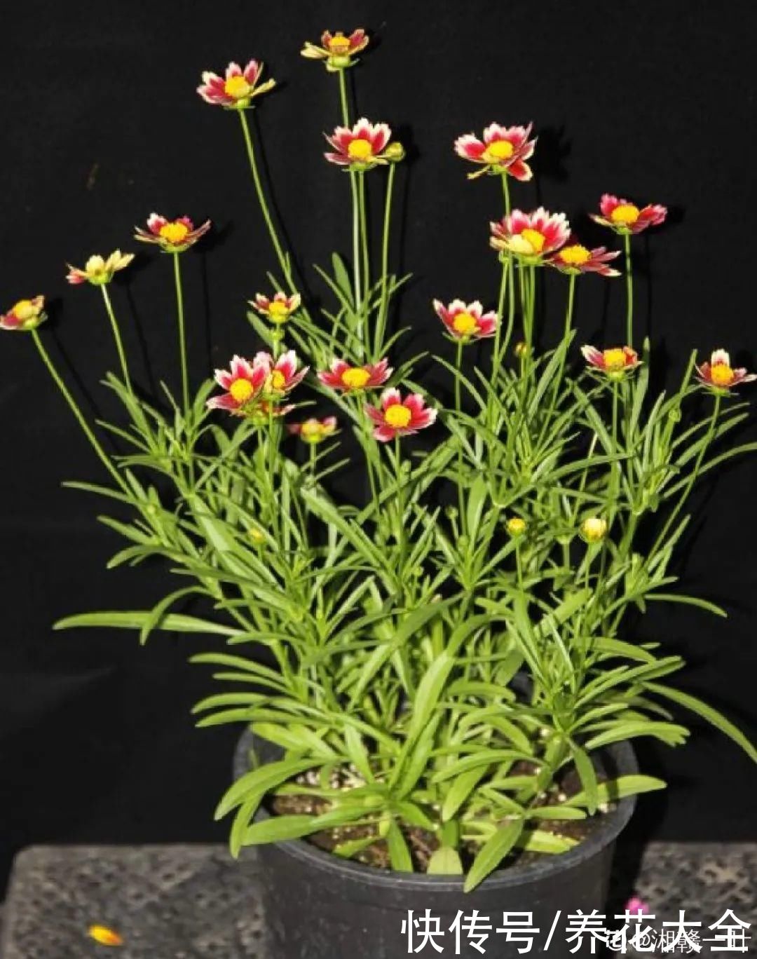 太阳|6种花，命里带“金”，太阳一照金灿灿