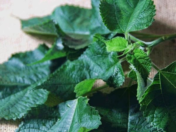 给青团上色绝非艾草的独门绝技，名菜“草头圈子”的主角也可以