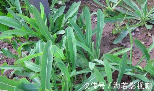 苦菜|7种农村常见的野菜，个个都是治病的“良药”，你吃过几个