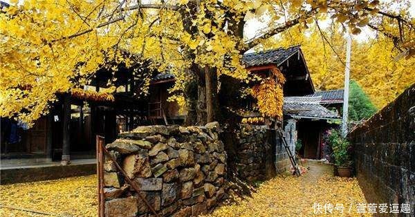 庭院种什么树最吉利,还好看?