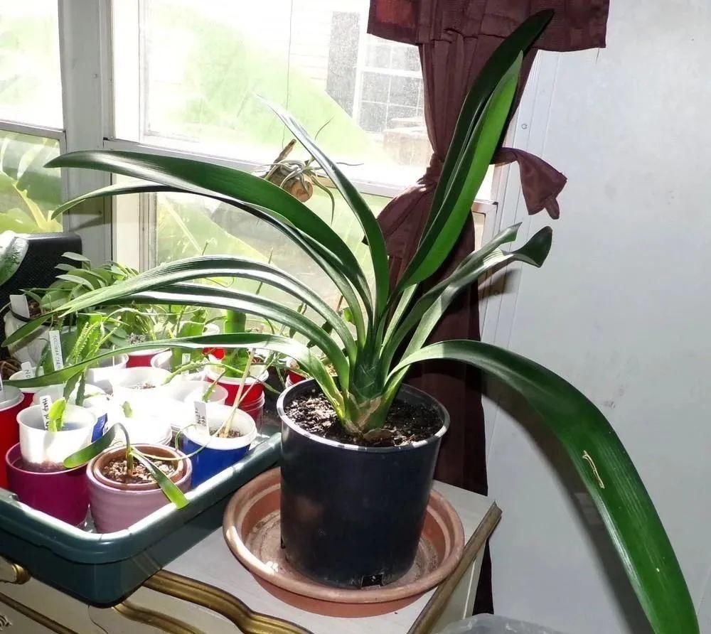 君子兰|为啥很多朋友在家里养不好君子兰,有可能一开始就买错了