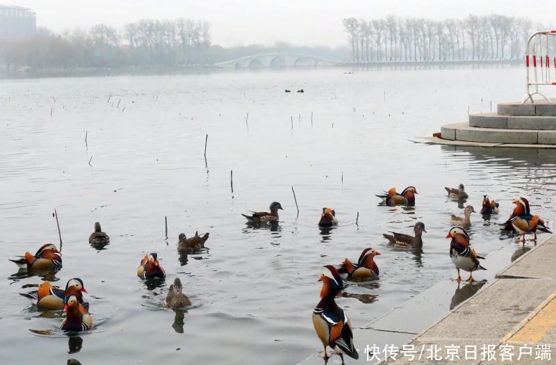 惊蛰春色萌动，玉渊潭湖面上“水上精灵”游得欢