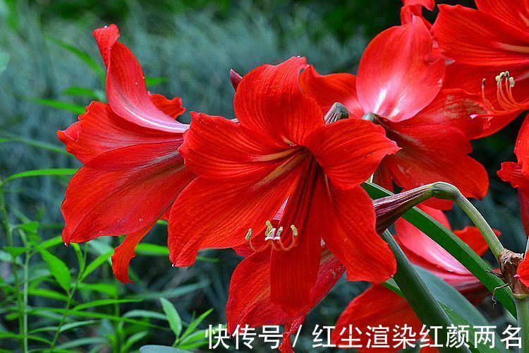 此花花香沁人心脾,花色鲜如血妩媚艳丽,寓意着爱的忠贞和浪漫