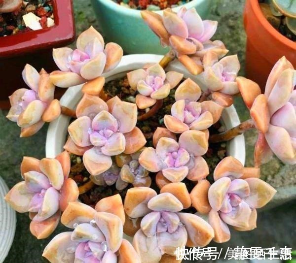 普货|她养多肉,专选“大普货”,养成独特“怪老桩”,大家都夸赞!