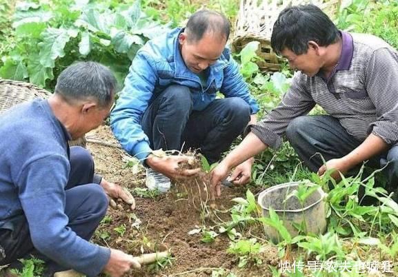 植物|常长在玉米地，有很强毒性不能生吃，20年前很多人挖它挣学费