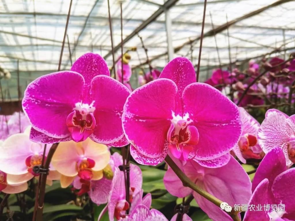 云赏花丨蝴蝶兰绚丽绽放,惊艳了盛夏时光