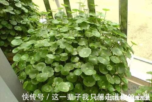 养花浇水，这几个错误别犯，不然养啥花都黄叶烂根，学会一生受用