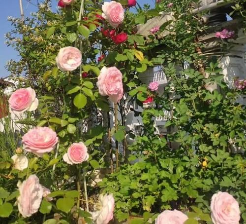 忽冷忽热的天气，养花种草，怕出意外就多用点这“灰”