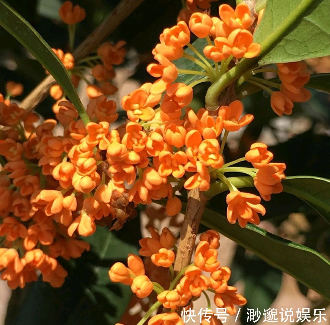 养护|朱砂桂花喜迎中秋节，开花爆盆的朱砂桂太美，眼馋了朋友来围观