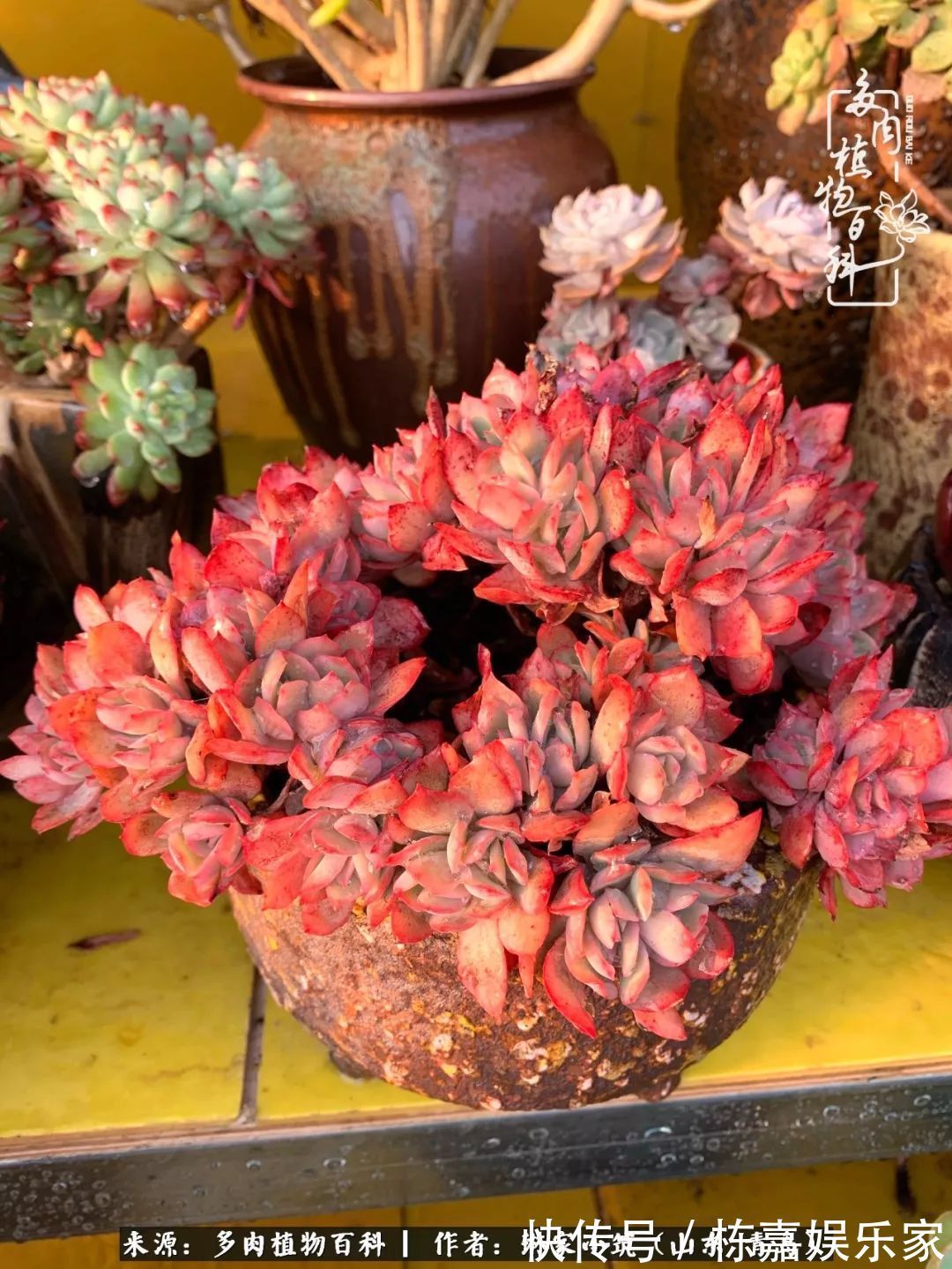 大棚|多肉住进暖棚,坦然越冬,放肆浇水,这个冬天有点甜!