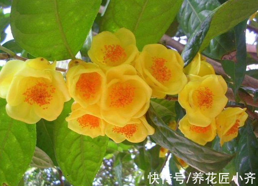 栽培|10种花中“贵货”太好看,打工仔“不舍得”买,等有钱要买一盆