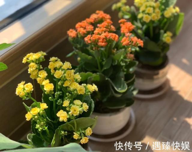 长寿花17个品种,个个都是爆花机器,谁见了都夸!