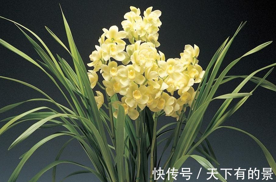 春兰|兰花这样养,花开不断,越长越好
