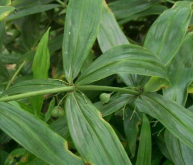 形状像山芋,看起来是歪七扭八,常被误认为是玉竹