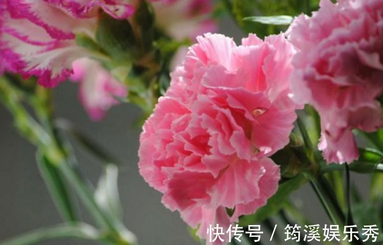 4种高颜值“网红花”,吉祥添富贵,家里财运亨通,旺运一整年