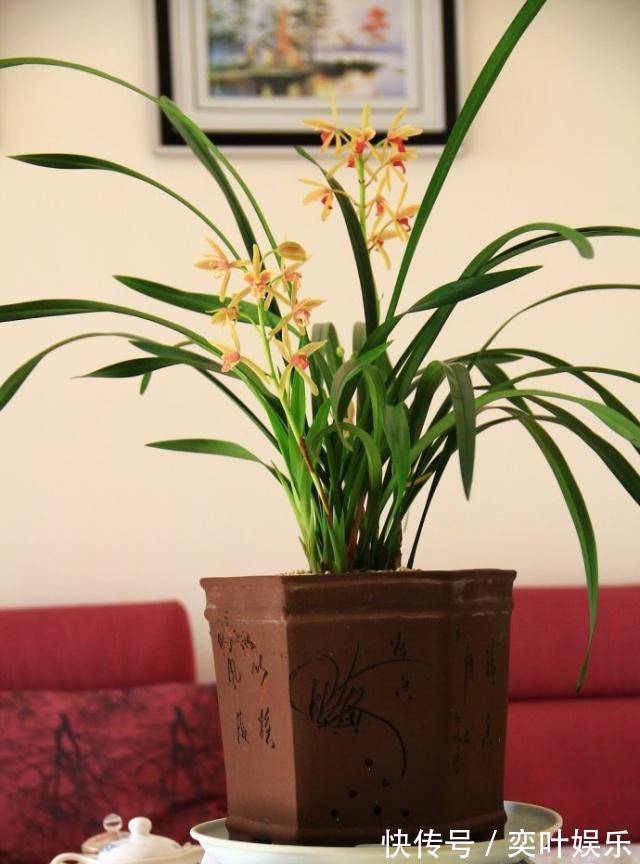 兰花空根烂根,教你3方法来救治,大白根呼呼冒,新芽猛窜花爆盆