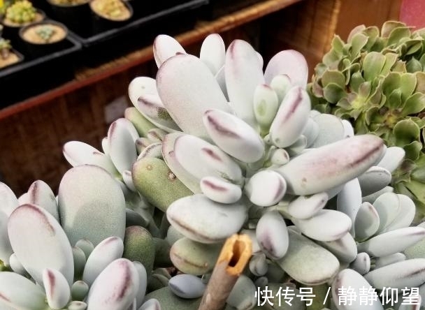 家庭养多肉,做到这些才能够出状态、不伤根,盆盆长得漂亮