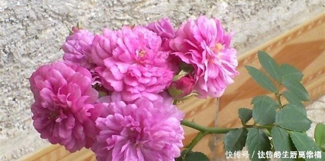 卵形|世界十大花期最长的花,全年都开的花有哪些什么花的赏花期最长!