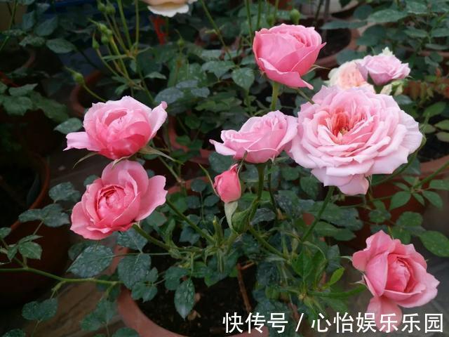 路边一堆“名贵花”，丢人也要捡，捡回家养2个月就开花！