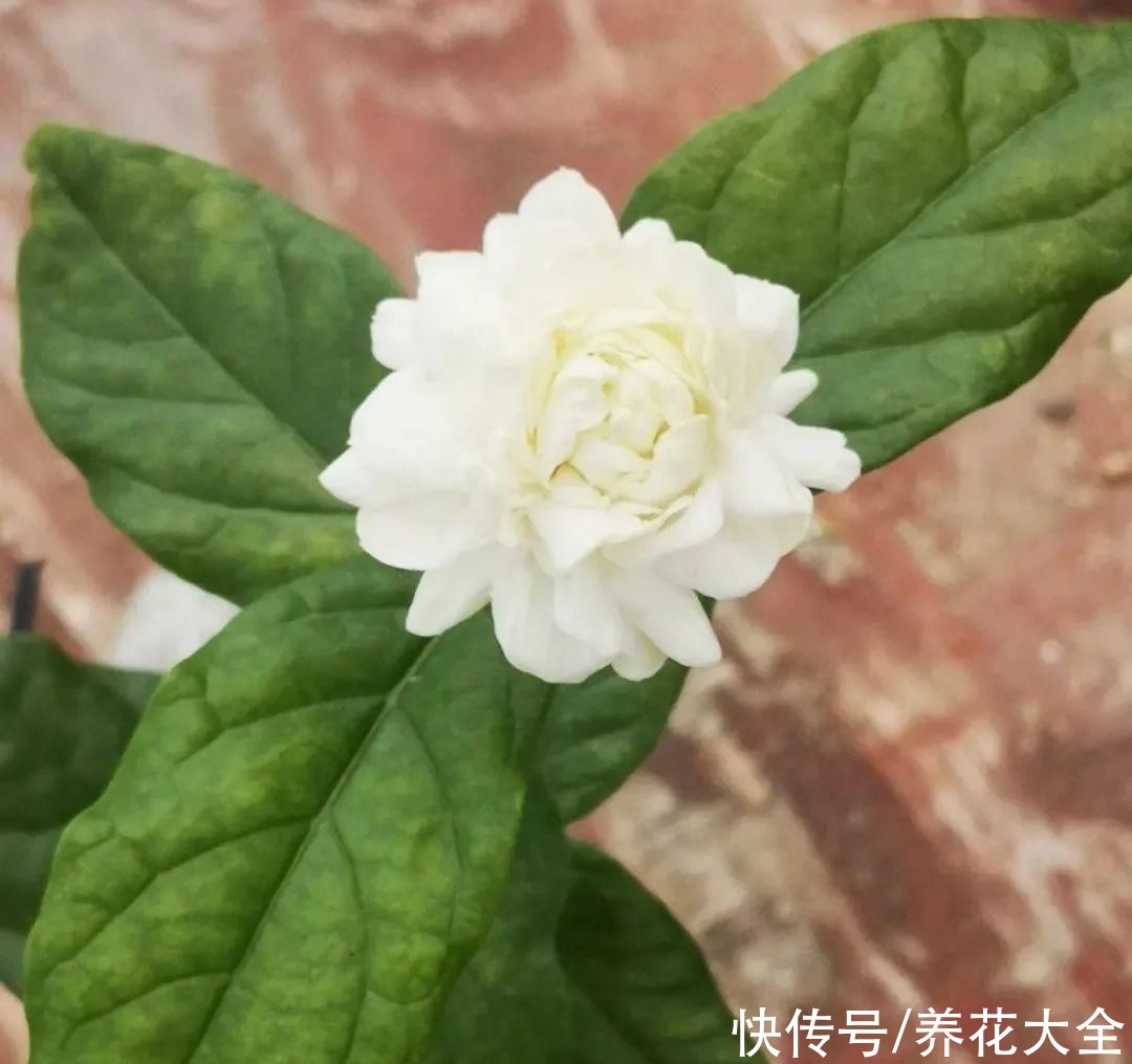 月季|8种花，现在快施肥，秋天开出满树花