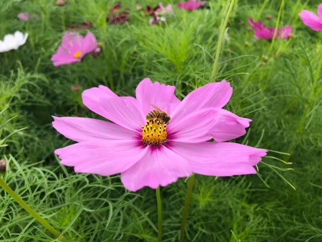 大滨菊|错过等一年！宁波这些花海快打卡