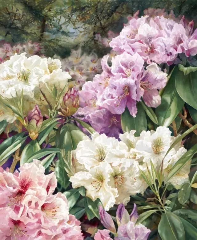 水彩&水彩画欣赏：澳大利亚水彩画家30张水彩花卉，动人