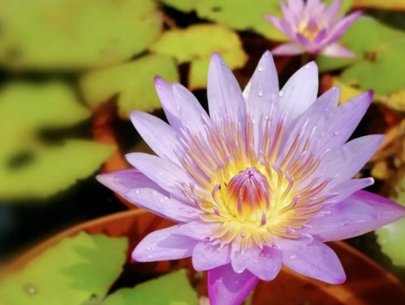 种植|喜欢水生植物却不知道养什么?这几种水生植物推荐给你,漂亮又好养