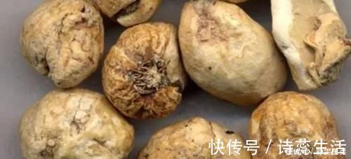 清热润肺|农村一种野草，专家说可清热润肺，以前不被重视现在一斤80元