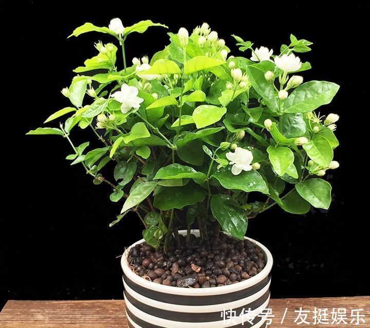 牡丹花|快扔掉家中发财树,真正好看还能净化空气的是这几种,高级又漂亮