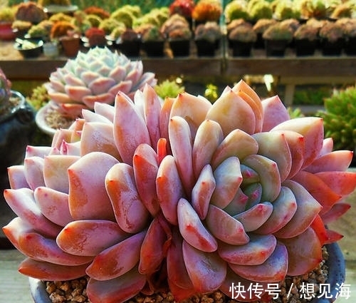 阳台也能养出漂亮多肉,这5款莲座肉肉,好养又省心,新手放心养