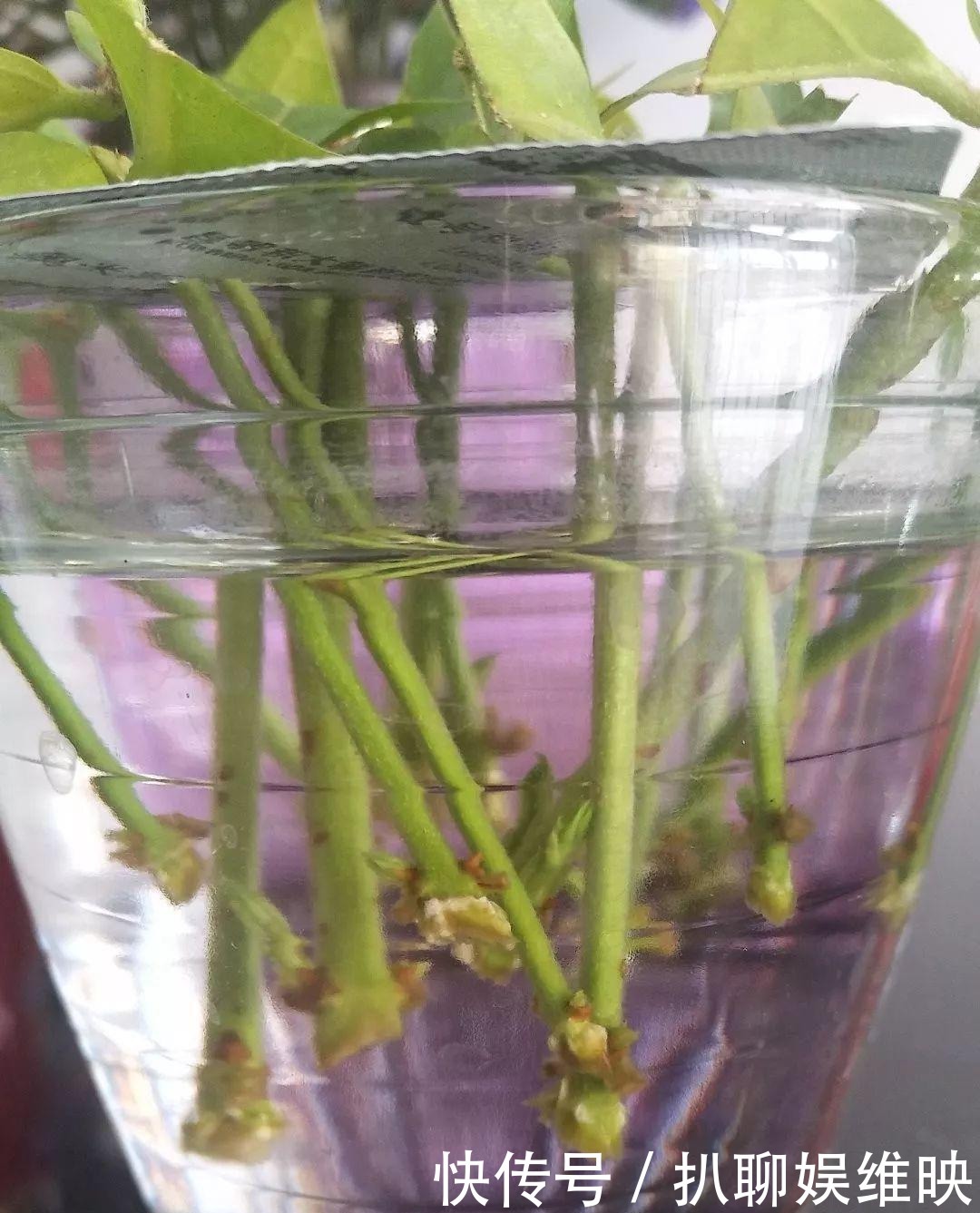 扦插|多肉扦插不用土,胶囊板一套,3天就能冒白根!