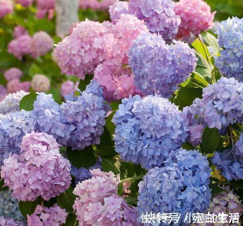 家里采光不好，不妨试着养3种花，轻轻松松开满盆，是盆栽佳品！