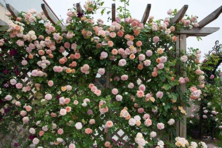 几款艳丽的花卉,漂亮又好闻,花型圆滚惹人爱,值得拥有